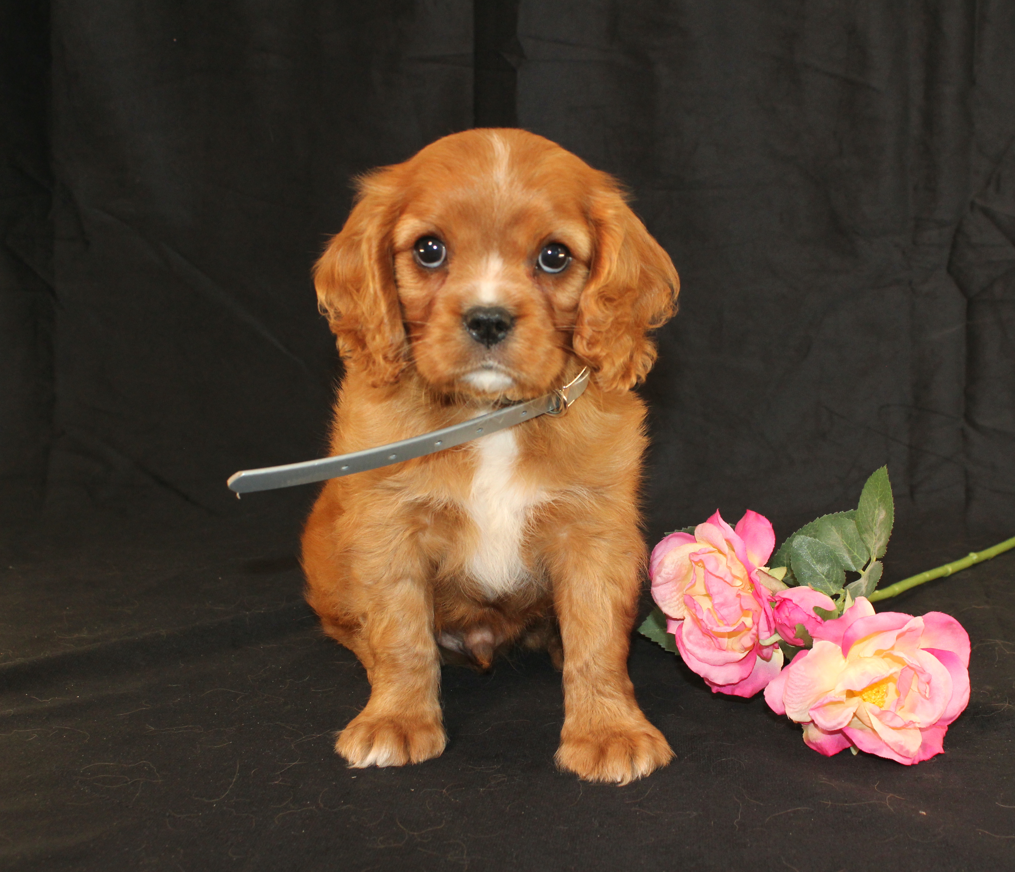 puppy, for, sale, Cavalier King Charles Spaniel, Ivan J. Stoltzfus, dog, breeder, Dornsife, PA, dog-breeder, puppy-for-sale, forsale, nearby, find, puppyfind, locator, puppylocator, aca